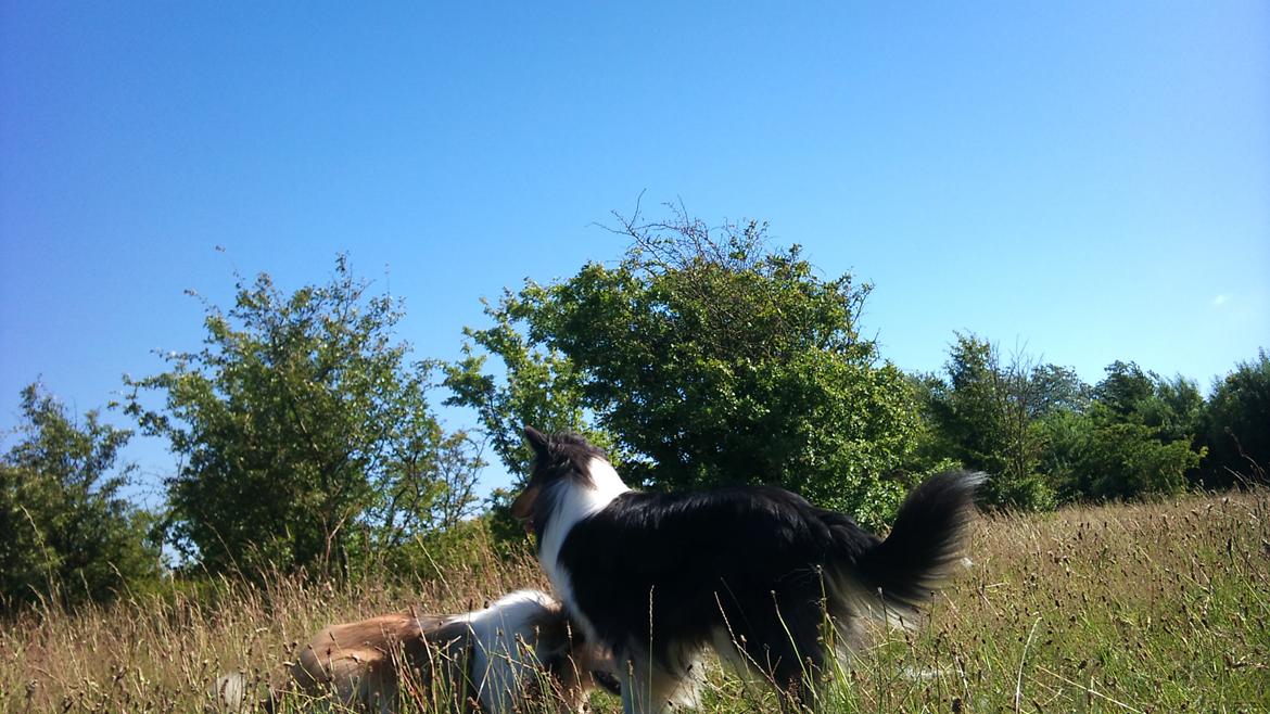 Collie langhåret Thea - Thea og min venindes hund Prinsess der leger (Thea er den sorte) billede 10