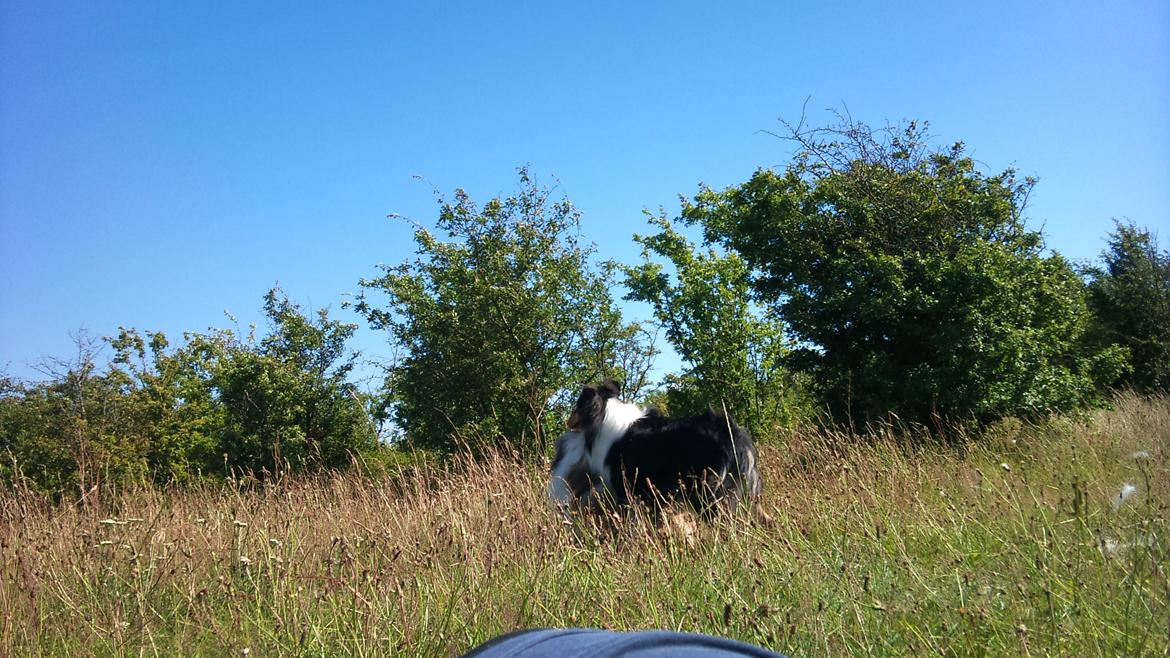 Collie langhåret Thea - Thea og min venindes hund Prinsess der leger (Thea er den sorte) billede 11