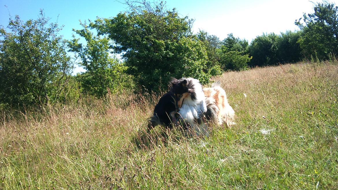 Collie langhåret Thea - Thea og min venindes hund Prinsess der leger (Thea er den sorte) billede 12