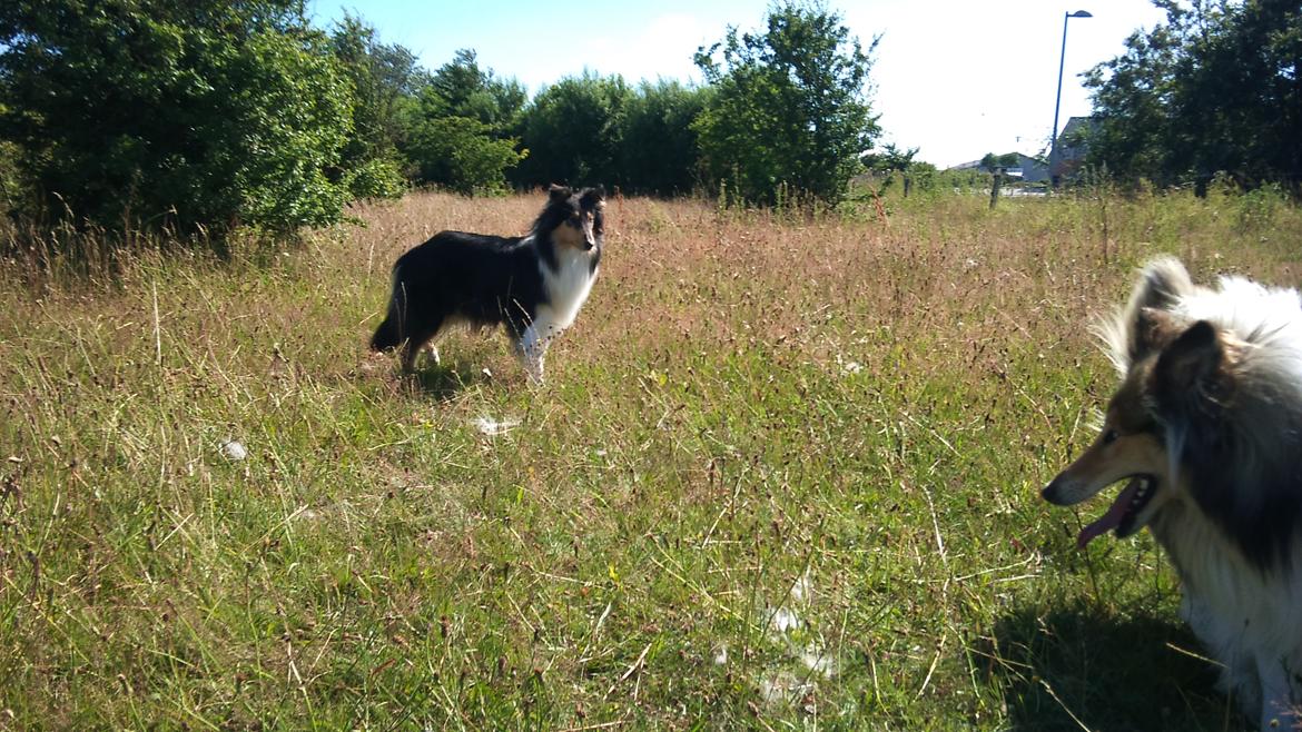 Collie langhåret Thea - Thea og min venindes hund Prinsess der leger (Thea er den sorte) billede 13