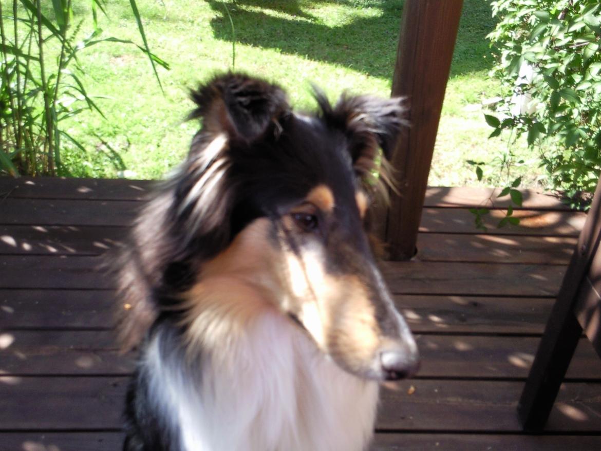 Collie langhåret Thea - Thea der slapper af i vores have :) billede 14