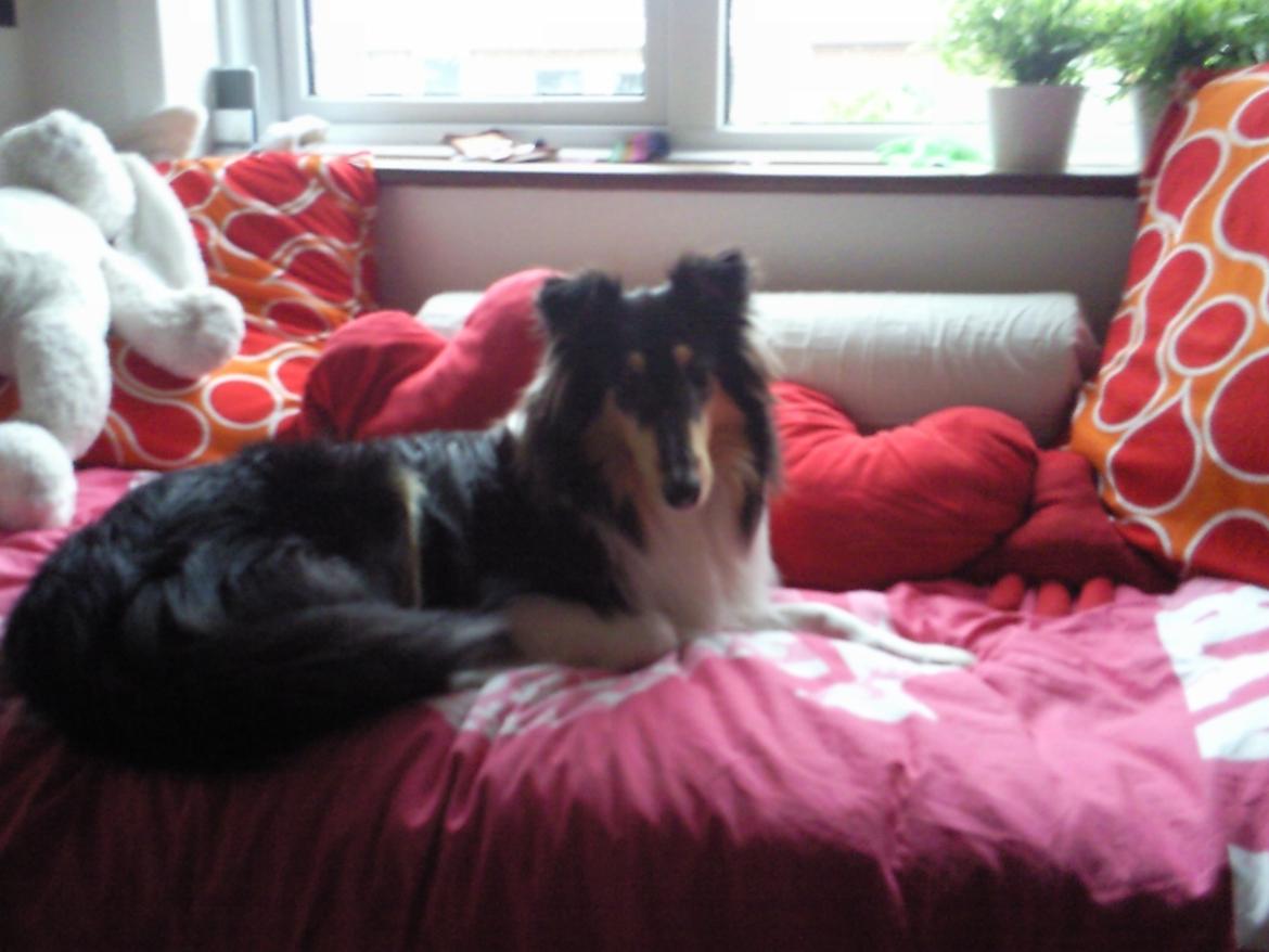 Collie langhåret Thea - Thea der tager en slapper på min seng ;) billede 15