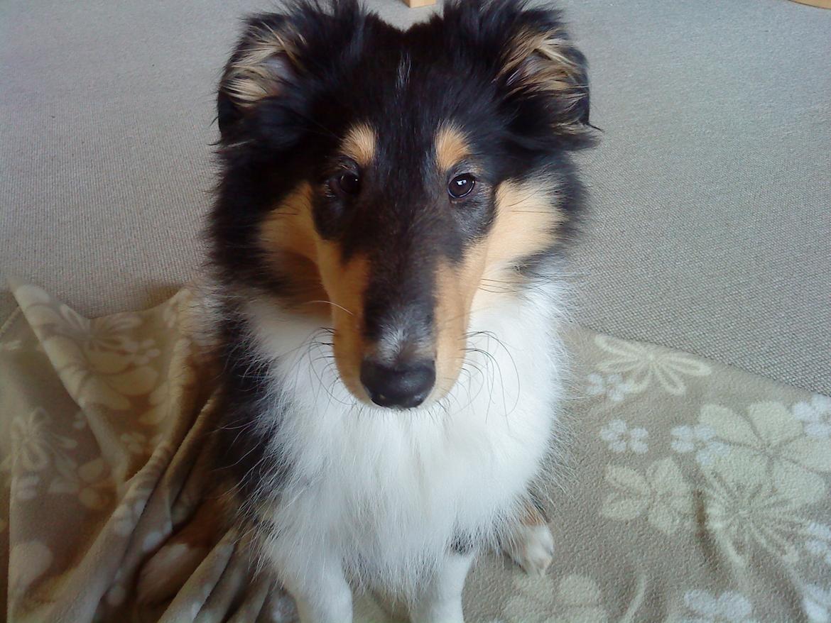 Collie langhåret Thea - Thea som hvalp på besøg hos farmor og farfar for første gang :) billede 16