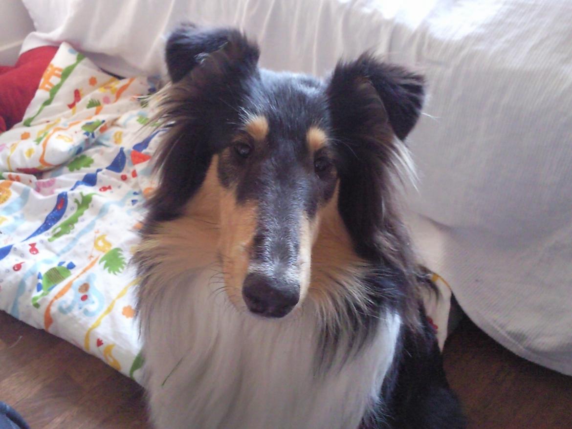 Collie langhåret Thea - Thea med hendes nye kurv :) billede 17