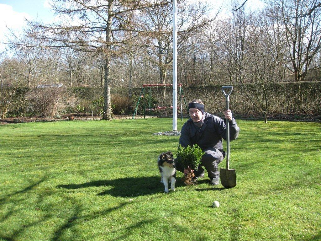 Collie langhåret Thea - Thea som hvalp der hjælper farfar med at grave tæet ned :b billede 18