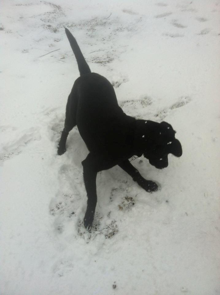 Labrador retriever zita billede 15