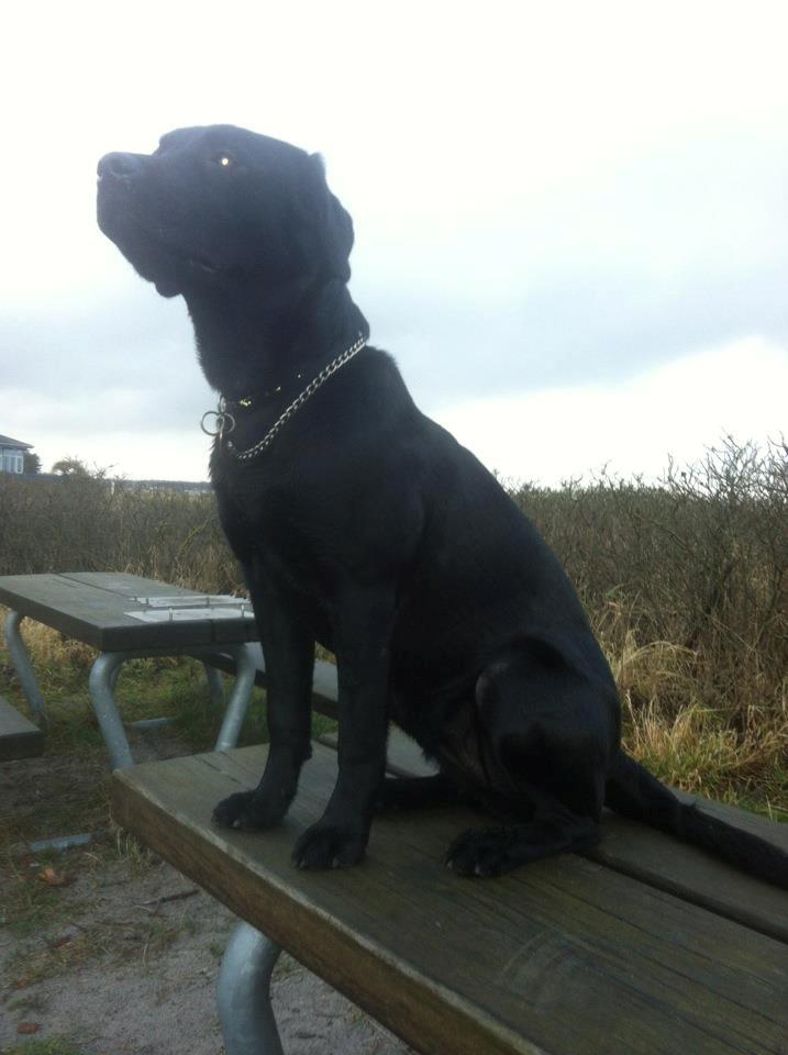 Labrador retriever zita billede 16