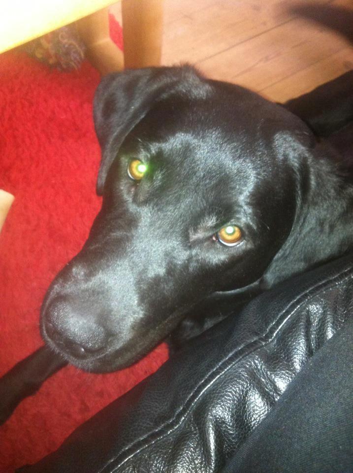 Labrador retriever zita billede 17