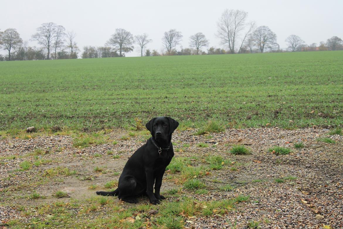 Labrador retriever zita billede 18