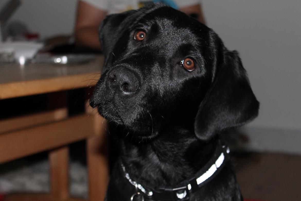 Labrador retriever zita billede 19