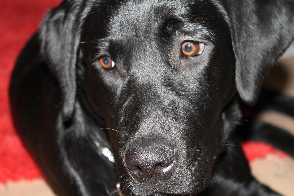 Labrador retriever zita billede 3