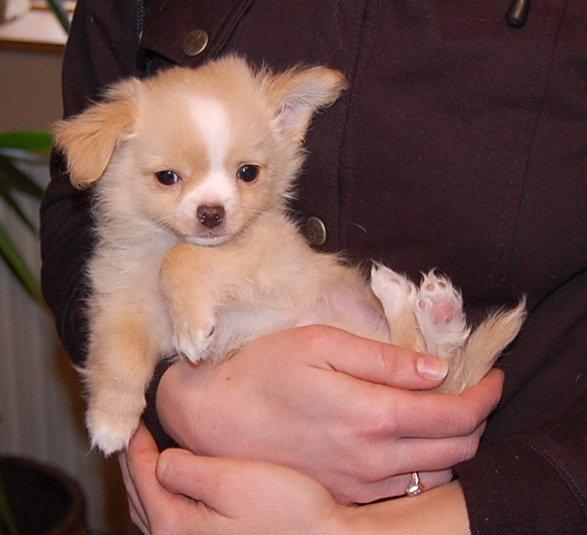 Chihuahua Kaysar billede 2