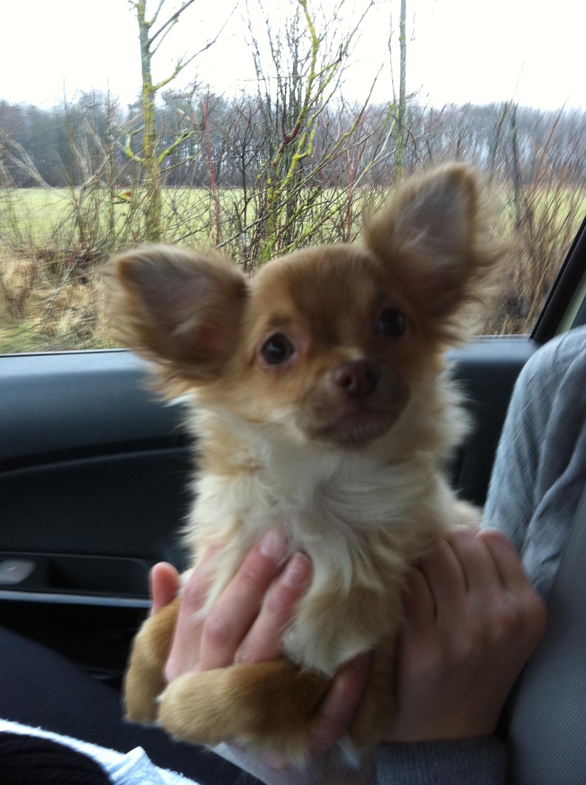 Chihuahua wawie - velkommen til wawie´s profil billede 1