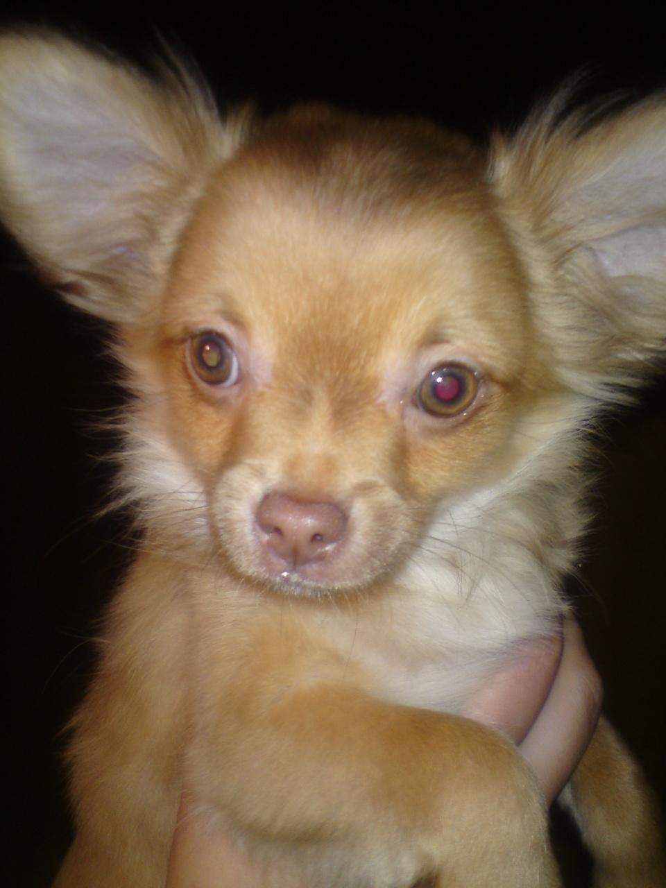 Chihuahua wawie billede 2