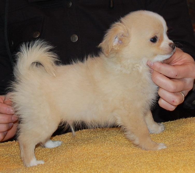 Chihuahua Kaysar billede 6
