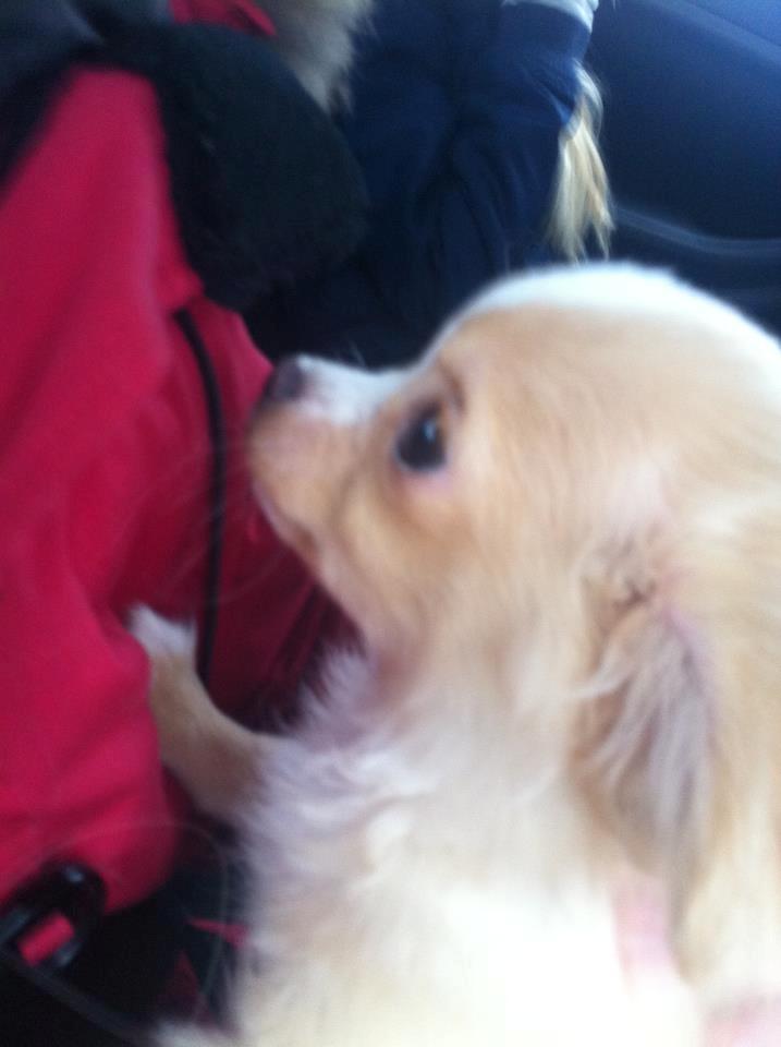 Chihuahua Kaysar billede 7