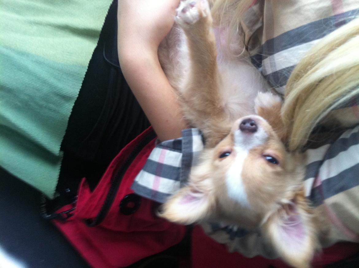 Chihuahua Kaysar billede 4