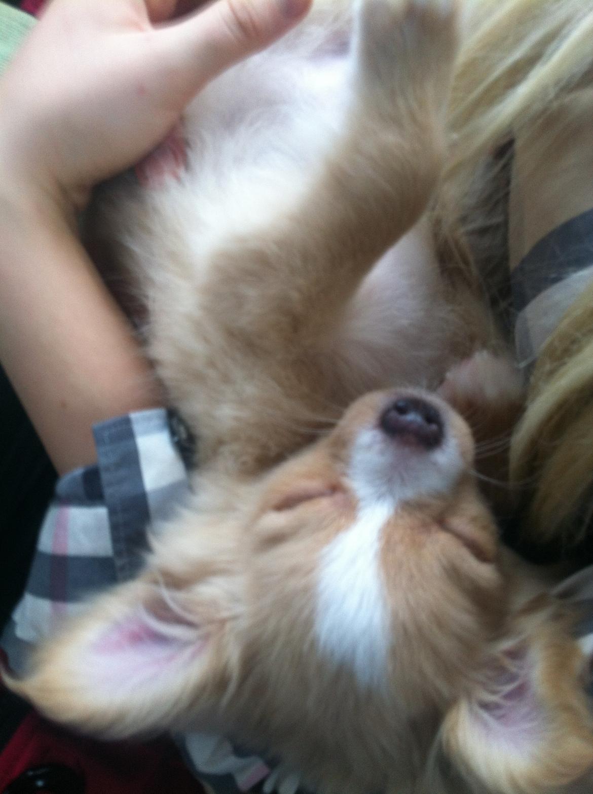 Chihuahua Kaysar billede 5