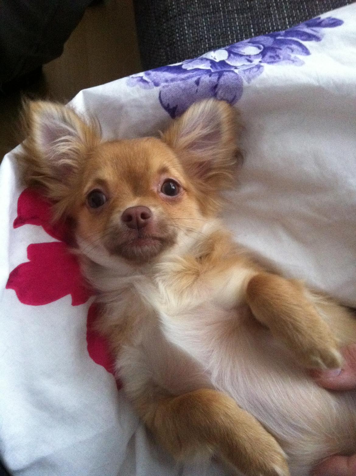 Chihuahua wawie - nåå billede 4