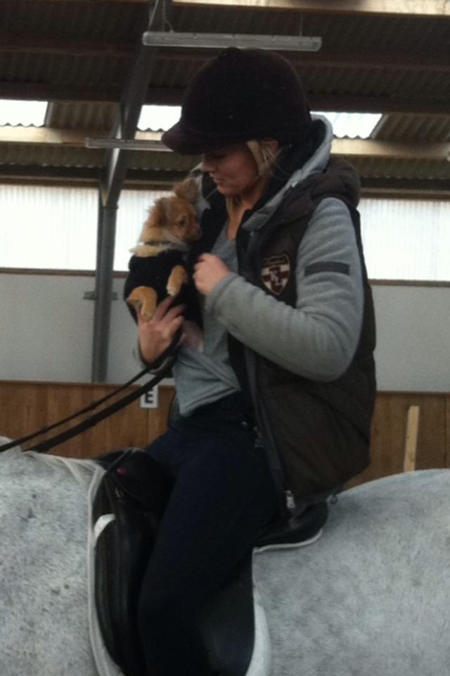 Chihuahua wawie - wawie er med ude a ride billede 6