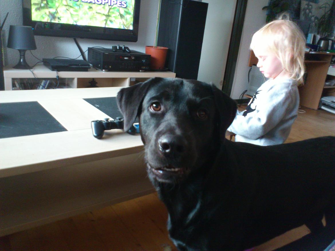 Blanding af racer Rottweiler/lab Diego [ Tidliger hund] billede 15