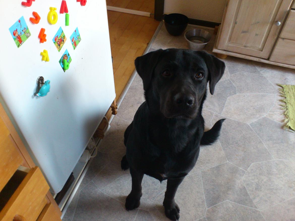 Blanding af racer Rottweiler/lab Diego [ Tidliger hund] billede 4