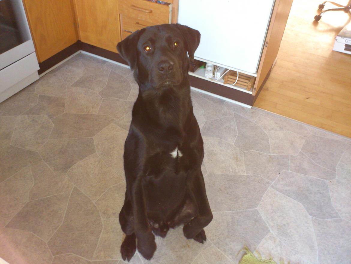 Blanding af racer Rottweiler/lab Diego [ Tidliger hund] billede 16