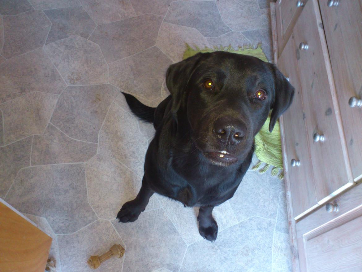 Blanding af racer Rottweiler/lab Diego [ Tidliger hund] billede 17