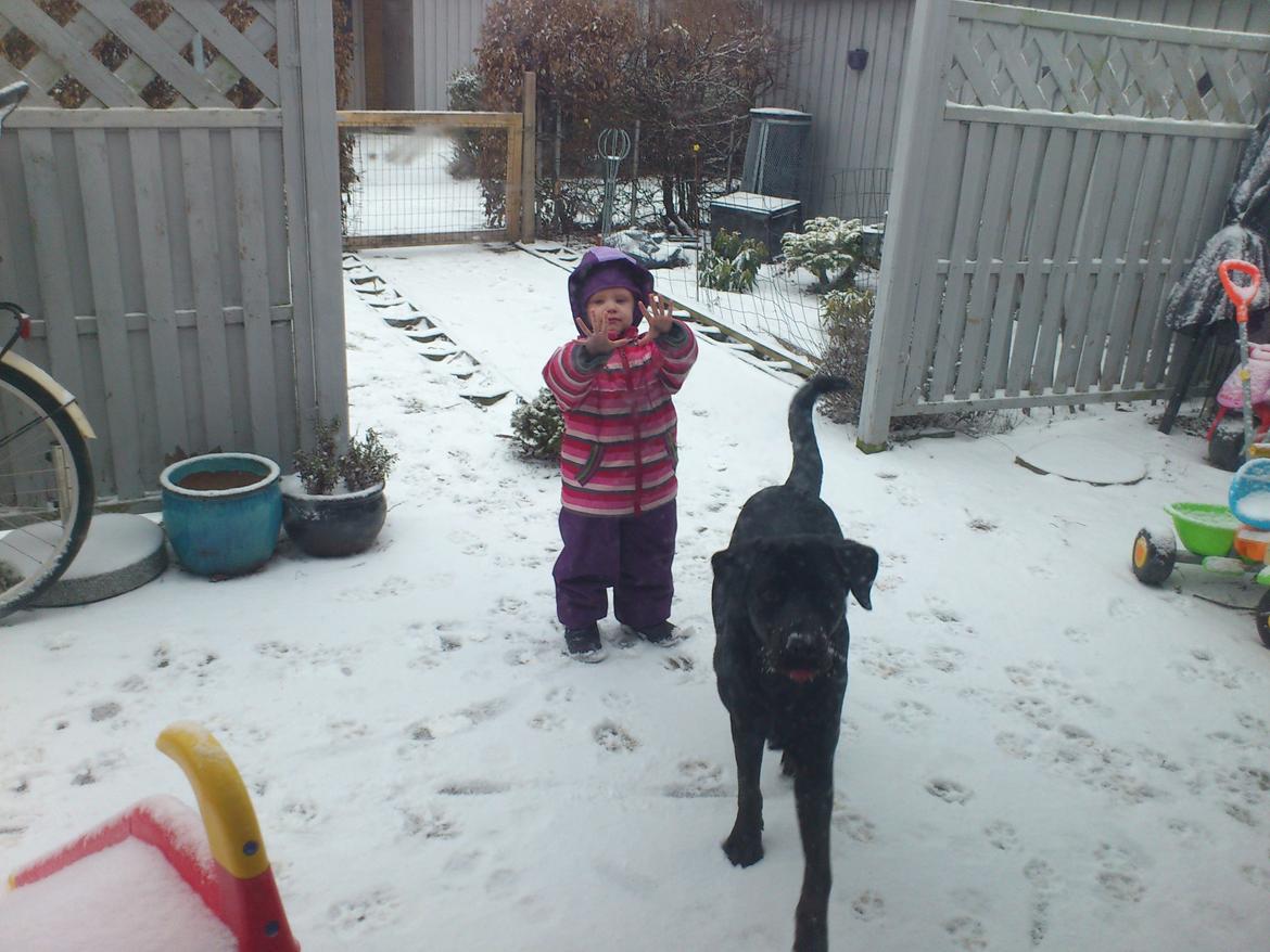 Blanding af racer Rottweiler/lab Diego [ Tidliger hund] billede 18