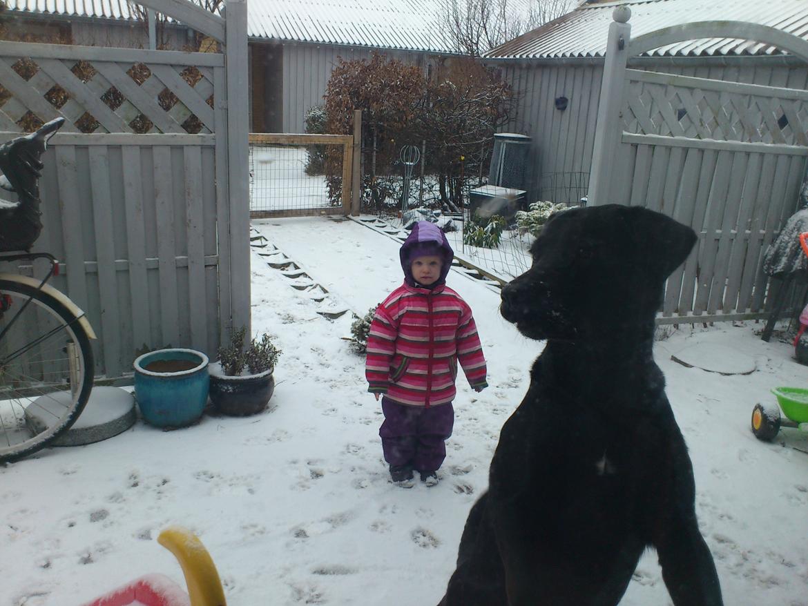 Blanding af racer Rottweiler/lab Diego [ Tidliger hund] billede 19