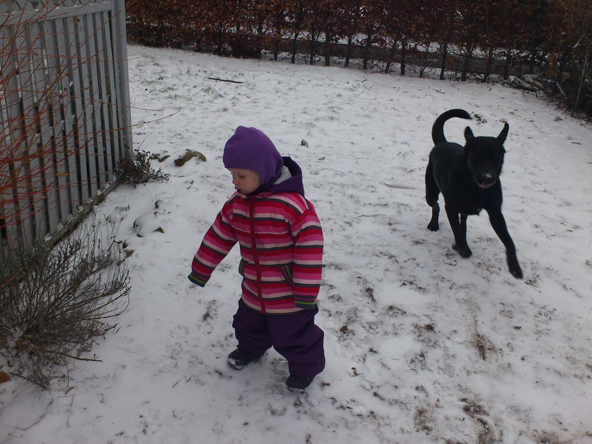 Blanding af racer Rottweiler/lab Diego [ Tidliger hund] billede 20