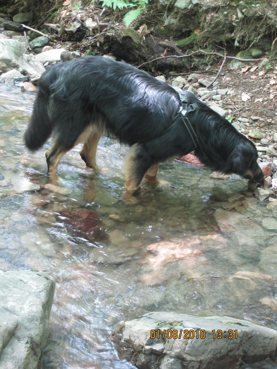 Hovawart Cohiba - Tøsen med på ferie. Lige ud og dyppe poterne i en bæk. billede 3