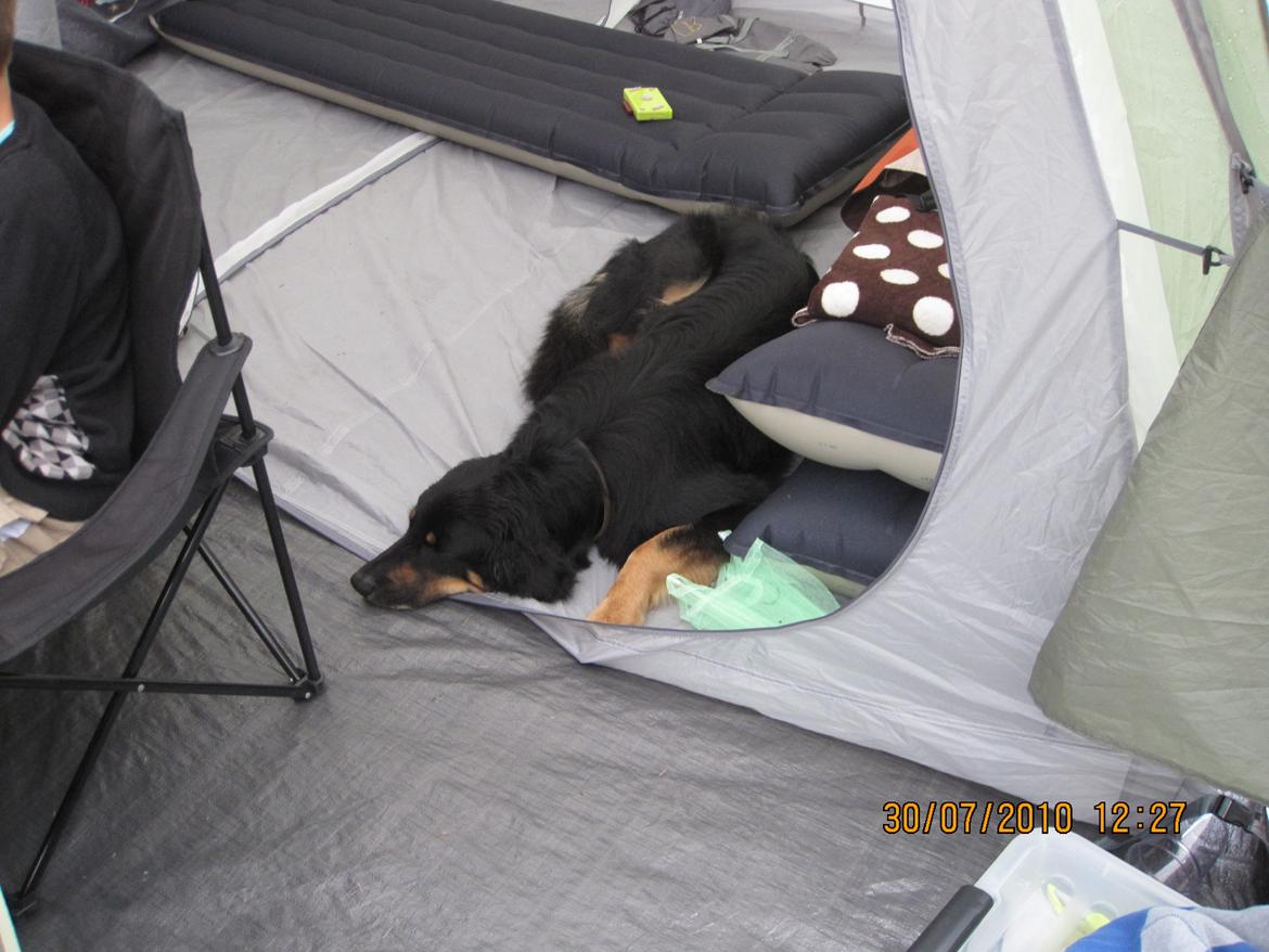 Hovawart Cohiba - Telttur af det afslappet. billede 4