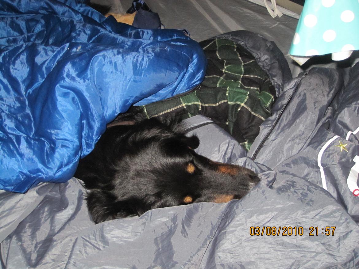 Hovawart Cohiba - Det er koldt, så jeg ligger mig her i soveposerne. billede 5