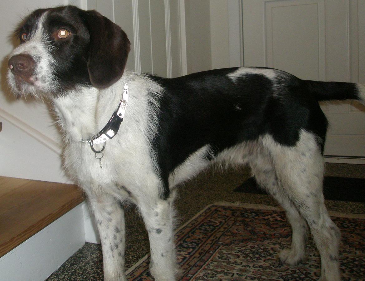 Blanding af racer Albert billede 7