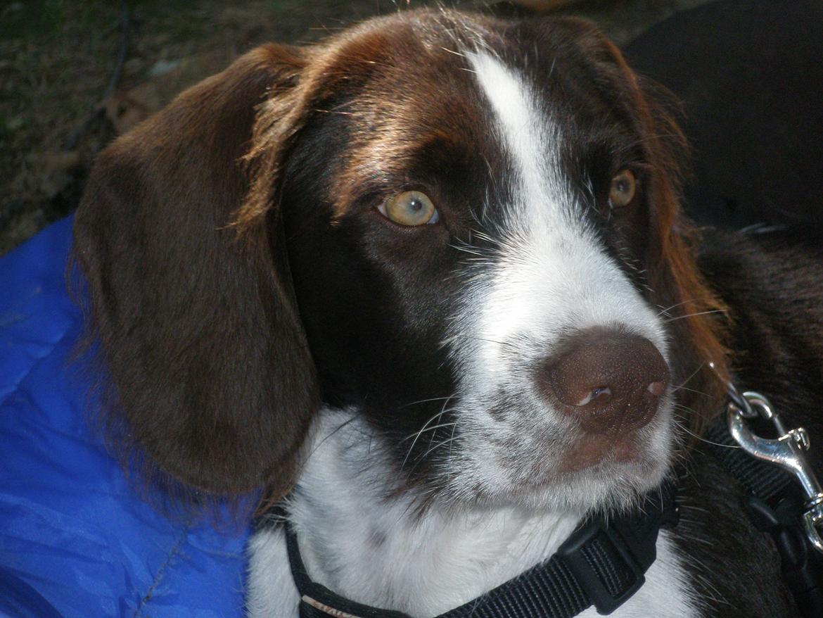 Blanding af racer Albert billede 6