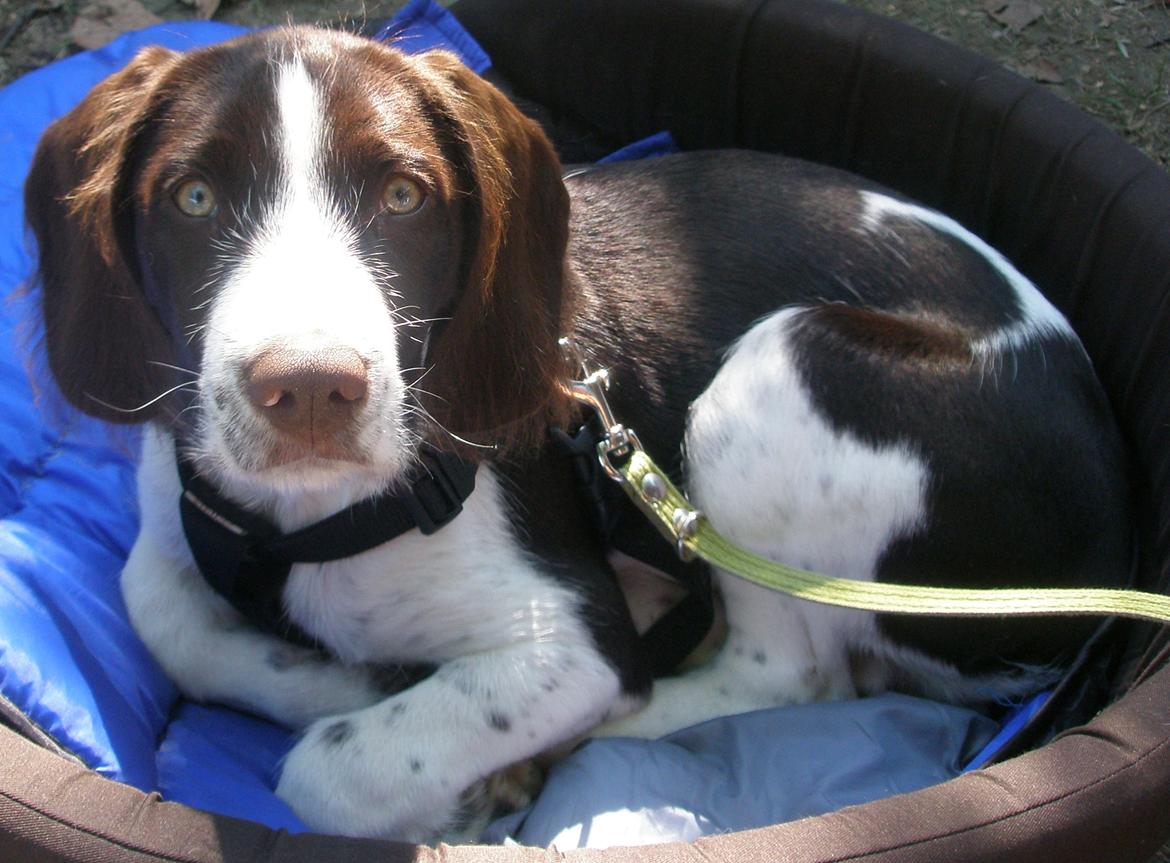 Blanding af racer Albert billede 4