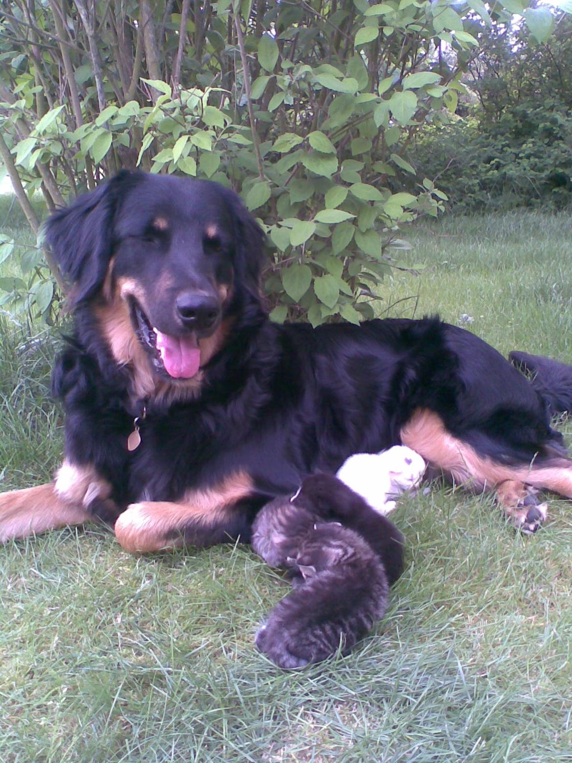 Hovawart Cohiba - Reserve mor for killingerne :P billede 6