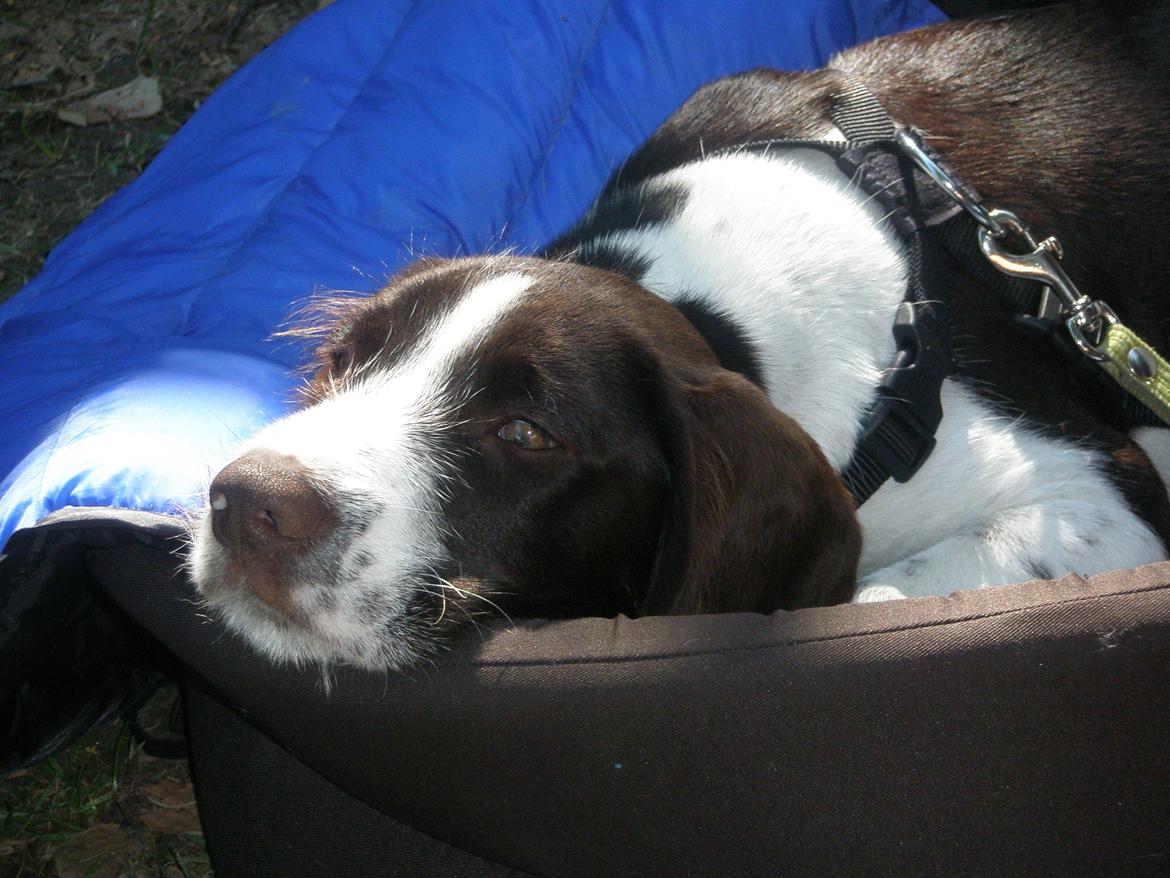 Blanding af racer Albert billede 8