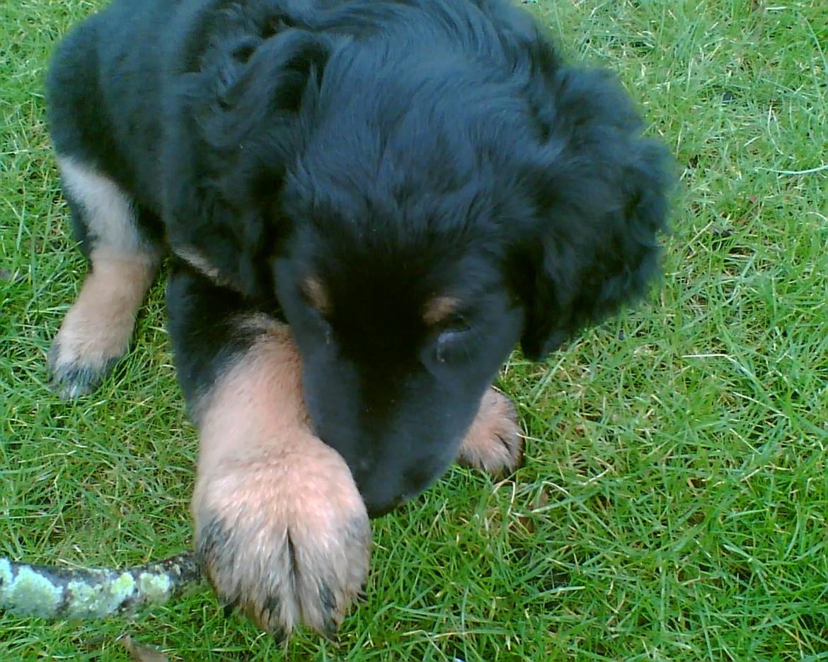 Hovawart Cohiba - Som hvalp var hun også vild med pinde. billede 7