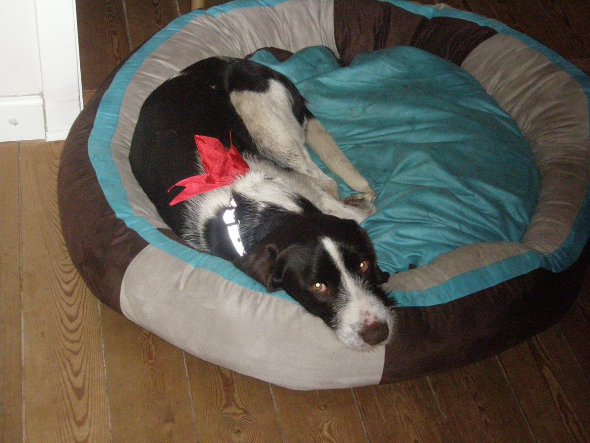 Blanding af racer Albert billede 9