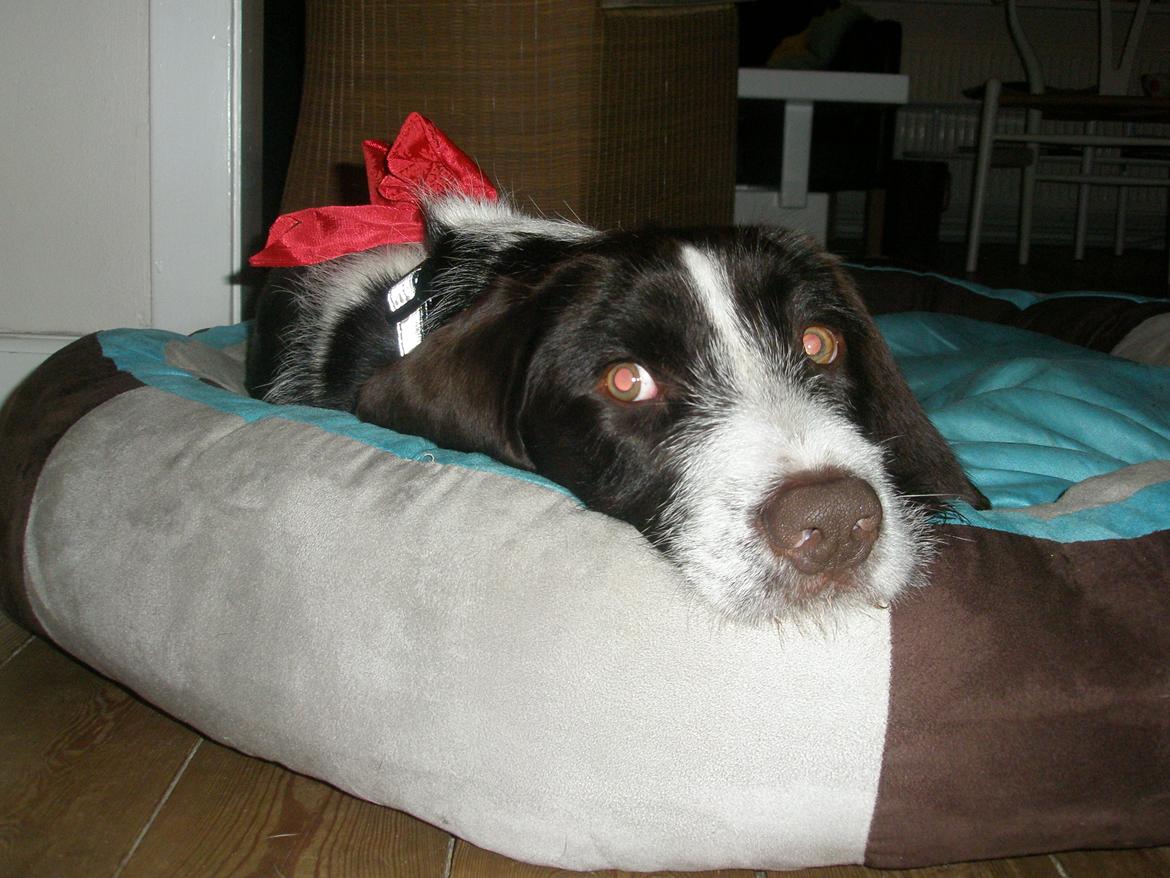 Blanding af racer Albert billede 5