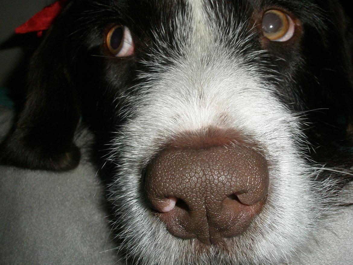 Blanding af racer Albert billede 3