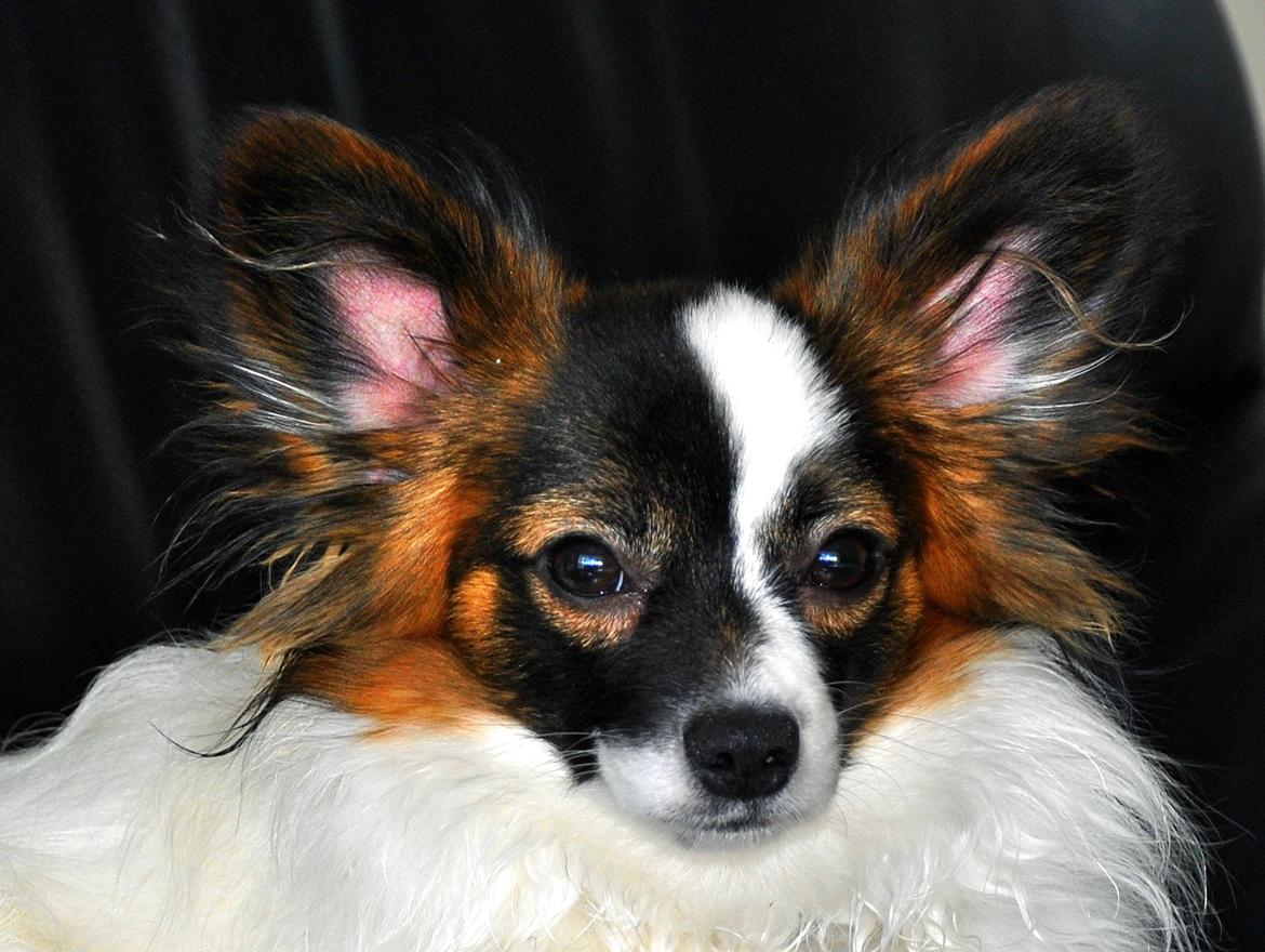 Papillon Axa's Andi Junior - sådan ser andi ud idaq. super flot han hund billede 20