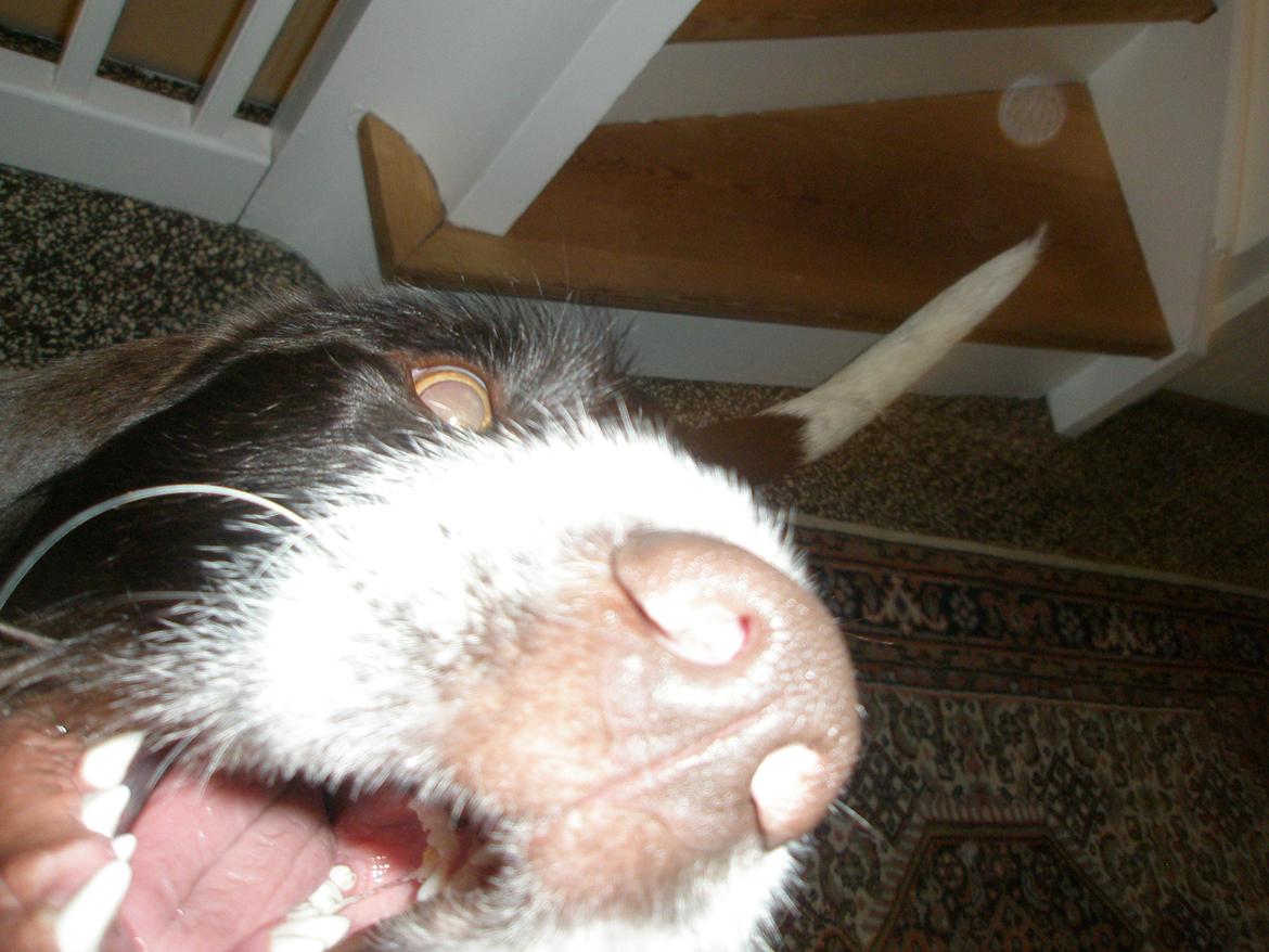 Blanding af racer Albert billede 10