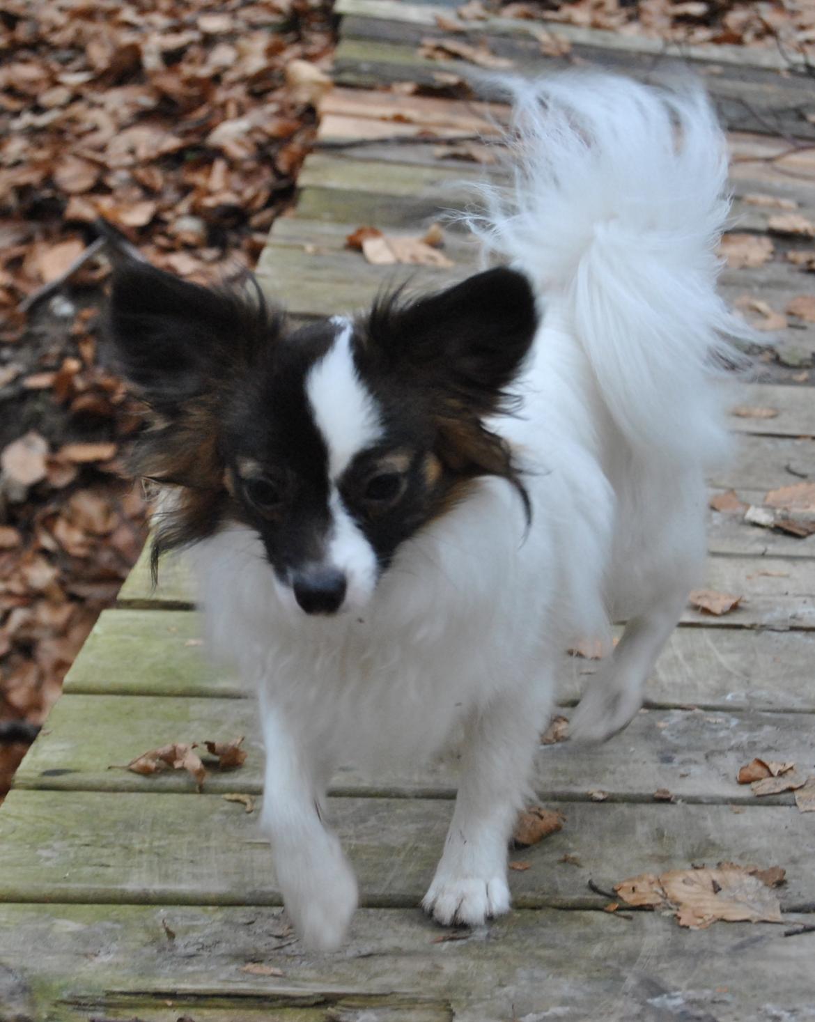 Papillon Axa's Andi Junior billede 18