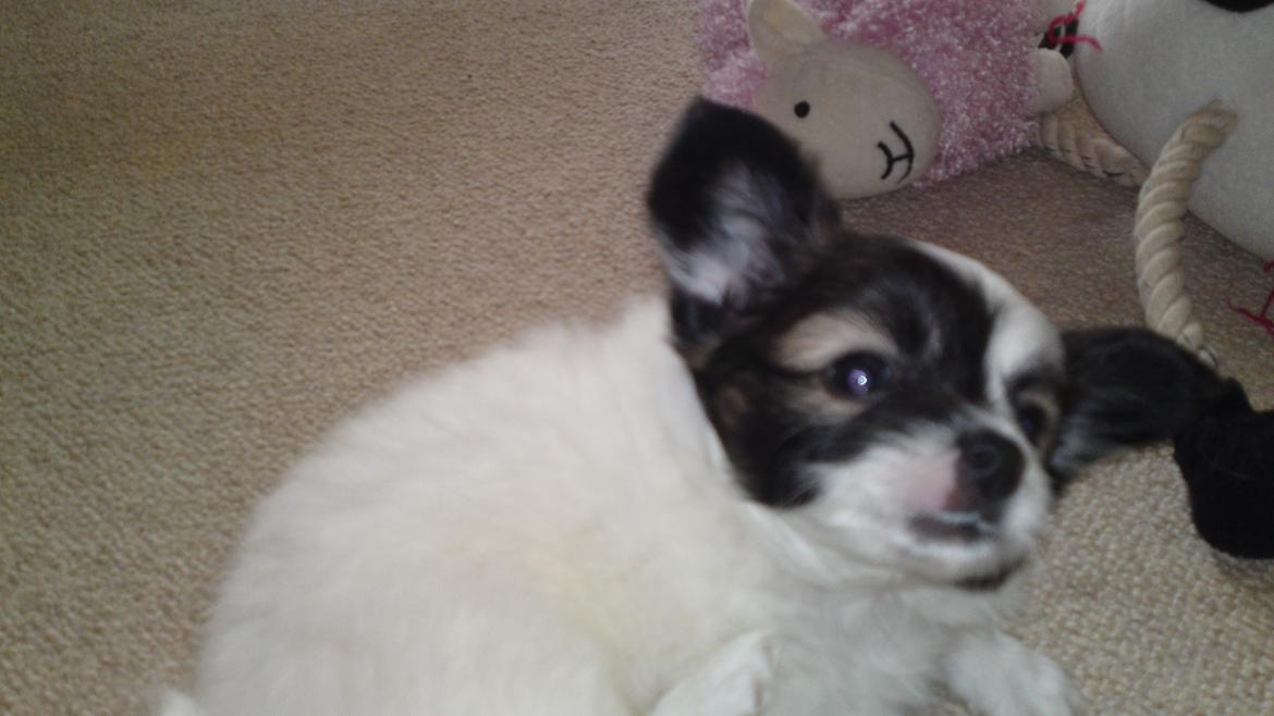 Papillon Axa's Andi Junior billede 15