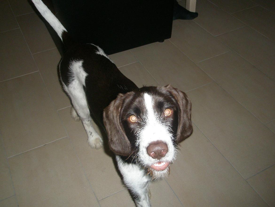 Blanding af racer Albert billede 11