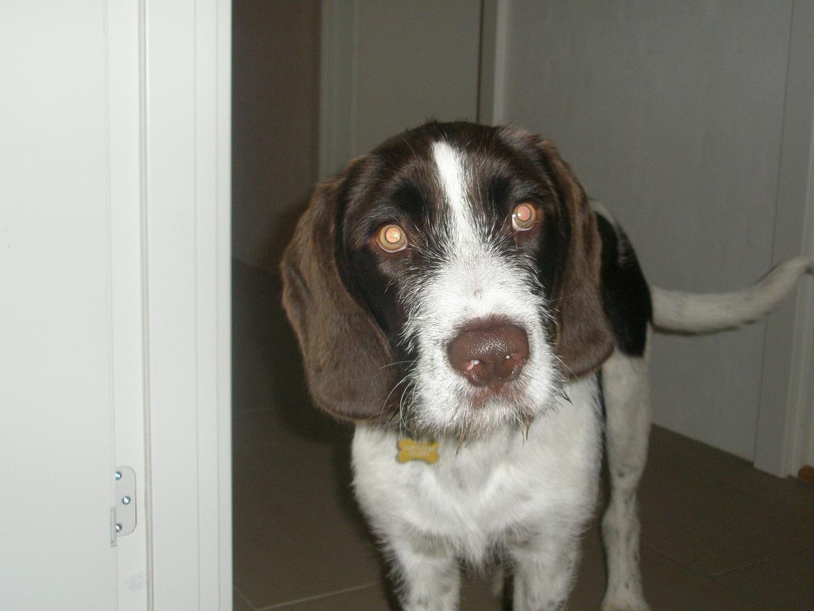 Blanding af racer Albert billede 12