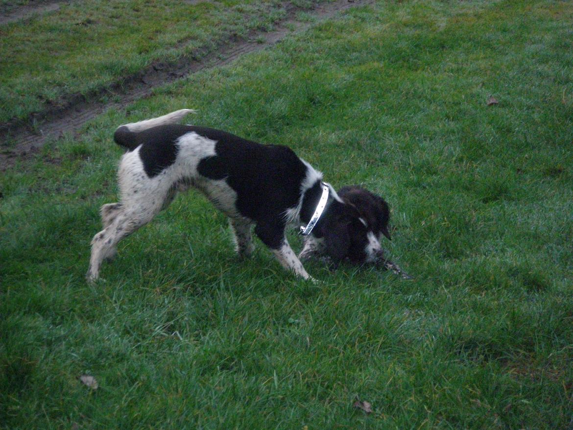 Blanding af racer Albert billede 13